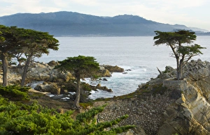Pebble Beach California famous Lone Elm cypress tree and ocean on 17-mile drive one Pebble Beach California famous Lone Elm cypress tree and ocean on 17-mile drive one