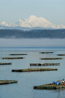 Penn Cove, Whidbey Island mussel flats with fog layer and Mt Baker beyond Penn Cove, Whidbey Island mussel flats with fog layer and Mt Baker beyond