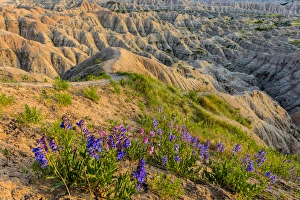 Penstemon wildflowers in Badlands National Park, South Dakota, USA Penstemon wildflowers in Badlands National Park, South Dakota, USA