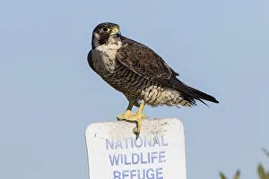 Peregrine Falcon (Falcon peregrinus) adult perched Peregrine Falcon (Falcon peregrinus) adult perched
