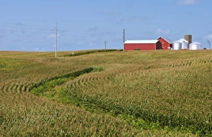 Perfect calendar image of farm near Dyersville Iowa with red barn and corn rows Perfect calendar image of farm near Dyersville Iowa with red barn and corn rows