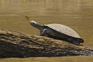 Peru, Amazon River Basin, Madre de Dios, Turtle atop rock with butterfly on its nose Peru, Amazon River Basin, Madre de Dios, Turtle atop rock with butterfly on its nose