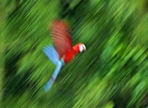 Peru, Amazon River Basin, Madre de Dios province, Motion blur of flying red and blue macaw Peru, Amazon River Basin, Madre de Dios province, Motion blur of flying red and blue macaw