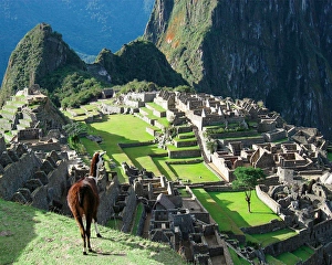 Peru, Machu Picchu, Llama overlooks the lost city Peru, Machu Picchu, Llama overlooks the lost city