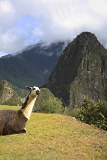 Peru, Machu Picchu. Llama resting in the ruins Peru, Machu Picchu. Llama resting in the ruins