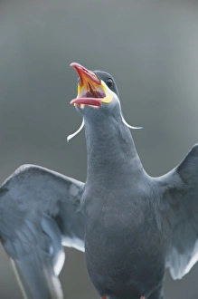 Peru, Pucusana, Inca Tern (Larosterna inca) WILD portrait Peru, Pucusana, Inca Tern (Larosterna inca) WILD portrait