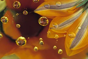 Macro Photography Images Prints: Petals on Mylar reflective surface with drops. Credit as: Nancy Rotenberg / Jaynes