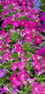 Petunia planting in mass in green house garden center, Woodenville, Washington Petunia planting in mass in green house garden center, Woodenville, Washington