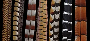 Prints of Pheasant Tail feathers all lined up Accipitriformes Prints: Pheasant Tail Feathers Lined Up Print