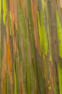 Colorful Tree Bark Prints: Phillippines. Multi-colored bark of the Eucalyptus deglupta tree. AKA rainbow eucalyptus