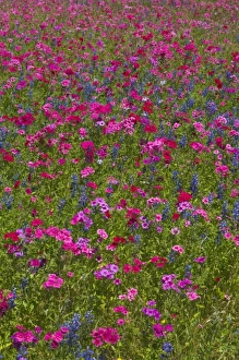 Phlox, Blue Bonnets and indian Paint Brush near Brenham Texas Phlox, Blue Bonnets and indian Paint Brush near Brenham Texas
