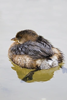 Pied-billed Grebe (Podilymbus podiceps) swimming Pied-billed Grebe (Podilymbus podiceps) swimming