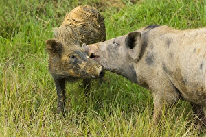 Pigs in the village, Wamena, Papua, Indonesia Pigs in the village, Wamena, Papua, Indonesia