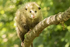 Pine County. Captive adult opossum. Credit as: Cathy and Gordon Illg / Jaynes Gallery Pine County. Captive adult opossum. Credit as: Cathy and Gordon Illg / Jaynes Gallery