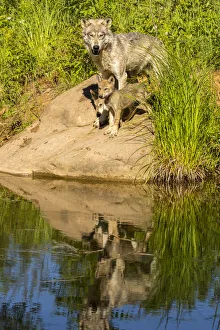Pine County. Captive gray wolf and cubs. Credit as: Cathy and Gordon Illg / Jaynes Pine County. Captive gray wolf and cubs. Credit as: Cathy and Gordon Illg / Jaynes