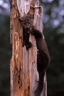 Images Dated 9th November 2005: pine marten, Martes americana, in a dead tree at the foothills of the Takshanuk mountains