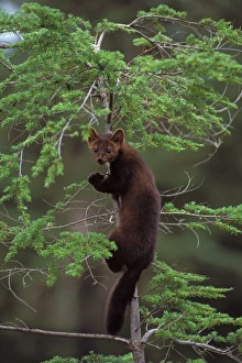 pine marten, Martes martes, climbing in a tree, Takshanuk mountains, northern southeast pine marten, Martes martes, climbing in a tree, Takshanuk mountains, northern southeast