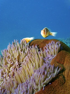 Pink Anemonefish ( Amphiprion perideraion ) in Anemone, Agincourt Reef, Great Barrier Reef Pink Anemonefish ( Amphiprion perideraion ) in Anemone, Agincourt Reef, Great Barrier Reef