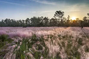 Pink blooming Muhly grass fills a recently burned prairie in south Florida Pink blooming Muhly grass fills a recently burned prairie in south Florida