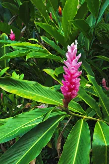 Pink ginger at Hawaii Tropical Botanical Garden, Hamakua Coast, Big Island, Hawaii, USA Pink ginger at Hawaii Tropical Botanical Garden, Hamakua Coast, Big Island, Hawaii, USA