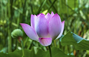 Pink Lotus Flower Lily Pads Close Up Lotus Pond Summer Palace Beijing China Pink Lotus Flower Lily Pads Close Up Lotus Pond Summer Palace Beijing China