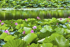 Pink Lotus Pads Garden Reflection Summer Palace Beijing China Pink Lotus Pads Garden Reflection Summer Palace Beijing China