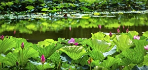 Pink Lotus Pond Garden Lily Pads Summer Palace Beijing China Pink Lotus Pond Garden Lily Pads Summer Palace Beijing China