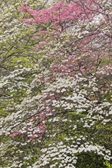 Pink and white flowering dogwood trees, Kentucky Pink and white flowering dogwood trees, Kentucky