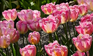 Pink Yellow Tulips Flowers Skagit Valley Farm Washington State Pacific Northwest Pink Yellow Tulips Flowers Skagit Valley Farm Washington State Pacific Northwest