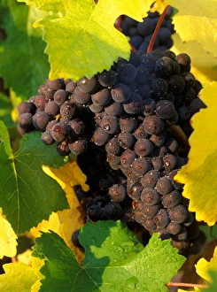 Pinot Noir grapes ready to be harvested in the Fall in vineyard near Sherwood, Oregon Pinot Noir grapes ready to be harvested in the Fall in vineyard near Sherwood, Oregon