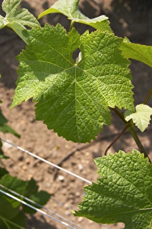 A pinot noir leaf - you can identify the variety since the leaf goes all the way into A pinot noir leaf - you can identify the variety since the leaf goes all the way into