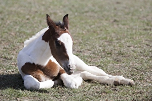 Pinto, Oldenburg warmblood, foal, lying in pasture Pinto, Oldenburg warmblood, foal, lying in pasture