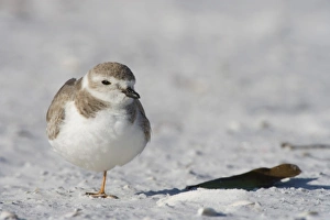 A Piping plover, Charadrius melodus, on North Beach at Fort De Soto Park in Pinellas A Piping plover, Charadrius melodus, on North Beach at Fort De Soto Park in Pinellas