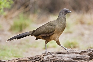 Plain Chachalaca (Ortalis vetula) looking for food in south Texas riparian habitat Plain Chachalaca (Ortalis vetula) looking for food in south Texas riparian habitat