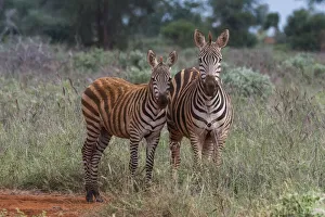 Plains zebra (Equus quagga) and calf, Tsavo, Kenya Plains zebra (Equus quagga) and calf, Tsavo, Kenya