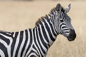 Plains zebra (Equus quagga), Seronera, Serengeti National Park, Tanzania Plains zebra (Equus quagga), Seronera, Serengeti National Park, Tanzania
