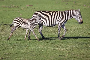 Plains zebra mare and colt walking across the Masai Mara. Kenya Plains zebra mare and colt walking across the Masai Mara. Kenya