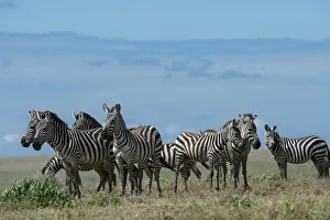 Plains zebras (Equus quagga), Ndutu, Ngorongoro Conservation Area, Serengeti, Tanzania Plains zebras (Equus quagga), Ndutu, Ngorongoro Conservation Area, Serengeti, Tanzania
