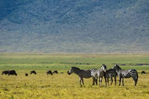 Plains zebras (Equus quagga), Ngorongoro crater, Ngorongoro Conservation Area, Serengeti Plains zebras (Equus quagga), Ngorongoro crater, Ngorongoro Conservation Area, Serengeti
