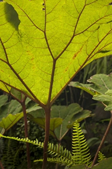 Plant detail at a botanical garden, Quito, Ecuador Plant detail at a botanical garden, Quito, Ecuador