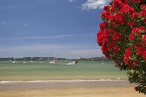 North Island Prints: Pohutukawa Tree Print, Paihia Beach Scene