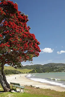 Pohutukawa Tree and Buffalo Beach, Whitianga, Coromandel Peninsula, North Island Pohutukawa Tree and Buffalo Beach, Whitianga, Coromandel Peninsula, North Island