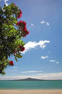 Pohutukawa Tree, Mission Bay and Rangitoto Island, Auckland, North Island, New Zealand Pohutukawa Tree, Mission Bay and Rangitoto Island, Auckland, North Island, New Zealand