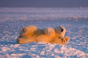 polar bear, Ursus maritimus, cub rolling around on the pack ice, 1002 coastal plain polar bear, Ursus maritimus, cub rolling around on the pack ice, 1002 coastal plain