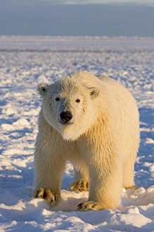 polar bear, Ursus maritimus, polar bear on ice and snow, 1002 coastal plain of the polar bear, Ursus maritimus, polar bear on ice and snow, 1002 coastal plain of the