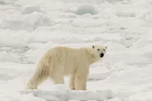 Polar bear (Ursus maritimus), Polar Ice Cap, north of Spitsbergen, Norway Polar bear (Ursus maritimus), Polar Ice Cap, north of Spitsbergen, Norway