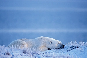 polar bear, Ursus maritimus, resting along the Arctic coast, 1002 coastal plain of polar bear, Ursus maritimus, resting along the Arctic coast, 1002 coastal plain of