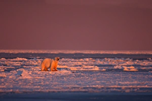 polar bear, Ursus maritimus, in rough ice at sunrise, 1002 coastal plain, Arctic polar bear, Ursus maritimus, in rough ice at sunrise, 1002 coastal plain, Arctic