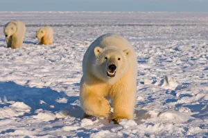 polar bear, Ursus maritimus, sow with cubs on the pack ice, 1002 coastal plain of polar bear, Ursus maritimus, sow with cubs on the pack ice, 1002 coastal plain of