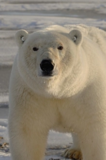 polar bear, Ursus maritimus, tagged on the pack ice, 1002 coastal plain of the Arctic polar bear, Ursus maritimus, tagged on the pack ice, 1002 coastal plain of the Arctic